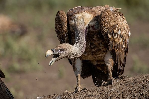 Africa-Tanzania-Ngorongoro Conservation Area-White-backed Vultures